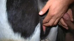 Зоофил трахает лошадь в пизду, секс мужчины с домашним животным онлайн