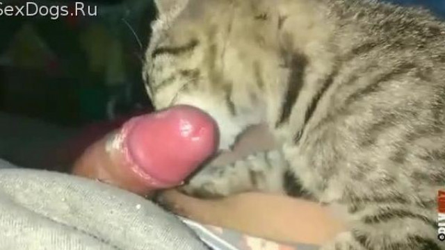 Кошка Вылизывает Пизду Порно