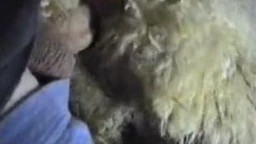 Кавказец ебёт барана, зоо порно видео