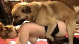 Собака сембернар сильно трахает женщину раком. Зоо порно онлайн