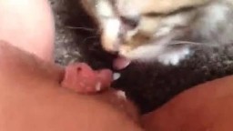 Котёнок лижет пизду и клитор у женщины