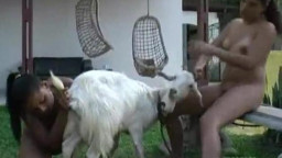 Девки и коза - групповое зоо порно с рогатым животным